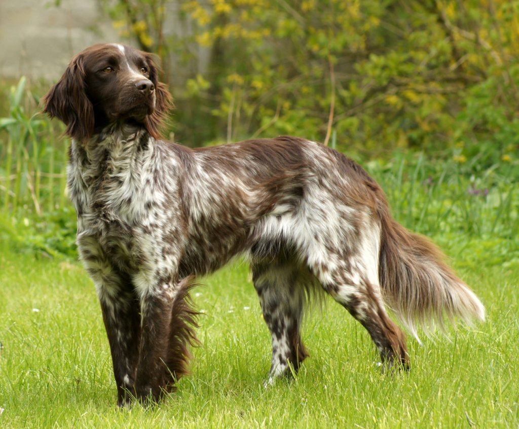 Kleiner Münsterländer adulto marrom e branco em ambiente campestre, com pelagem franjada, orelhas pendentes e postura alerta típica de um cão de aponte.