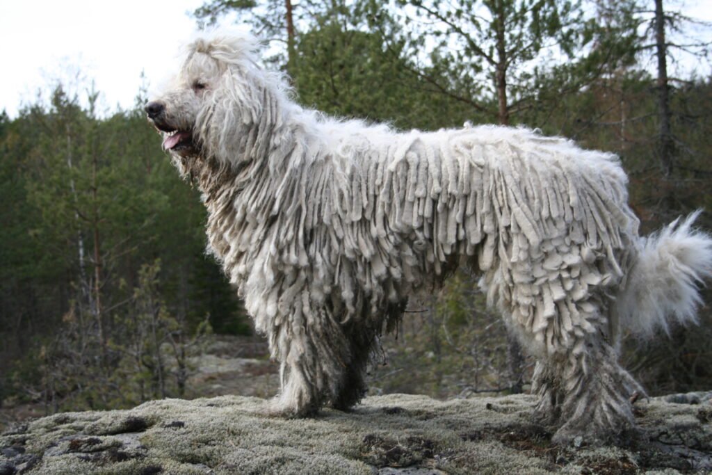 Komondor adulto branco em ambiente rural, mostrando grande porte e a característica pelagem longa formada por cordões que cobrem praticamente todo o corpo.