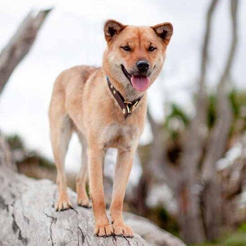 Korea Jindo Dog adulto de pelagem fulvo-avermelhada em ambiente natural, com orelhas triangulares eretas, corpo atlético e cauda enrolada sobre o dorso.