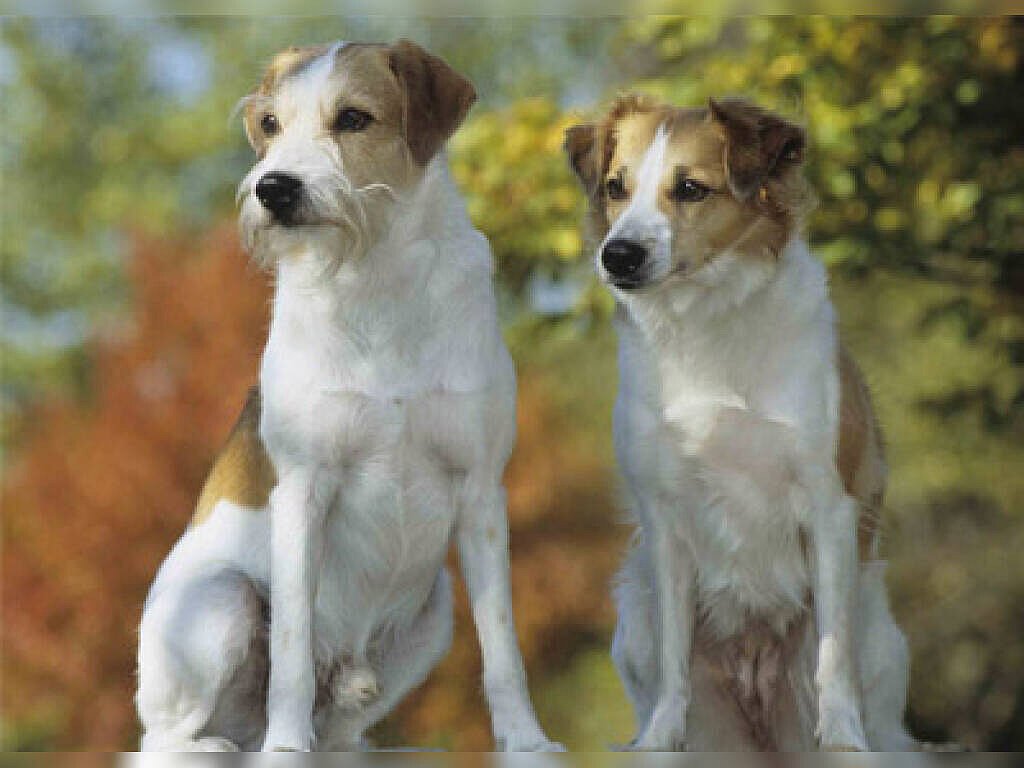 Kromfohrländer adulto branco com manchas castanhas em ambiente natural, mostrando corpo médio, orelhas triangulares dobradas e expressão atenta típica da raça.