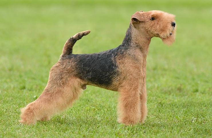 Cão da raça Lakeland Terrier em pé, com corpo compacto, pernas longas, orelhas em formato de V e pelagem áspera típica da raça.
