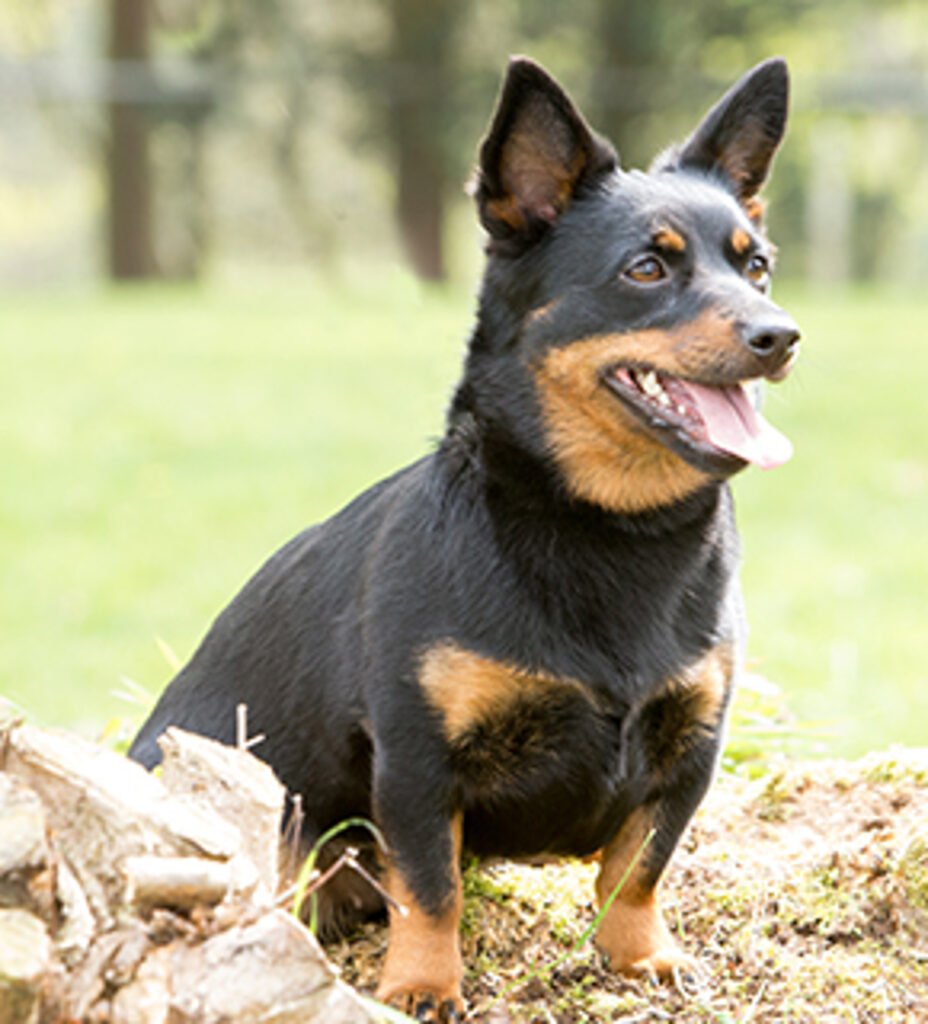 Lancashire Heeler adulto preto e castanho em ambiente rural, com pernas curtas, orelhas eretas, corpo compacto e expressão alerta.