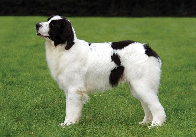 Cão Landseer European Continental Type adulto, de grande porte, com pelagem branca e grandes manchas pretas, cabeça preta e faixa branca no focinho.