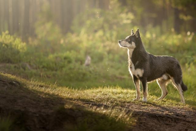 Lapinporokoira adulto preto com marcações claras em paisagem natural finlandesa, mostrando corpo atlético, orelhas eretas e pelagem dupla adaptada ao frio.