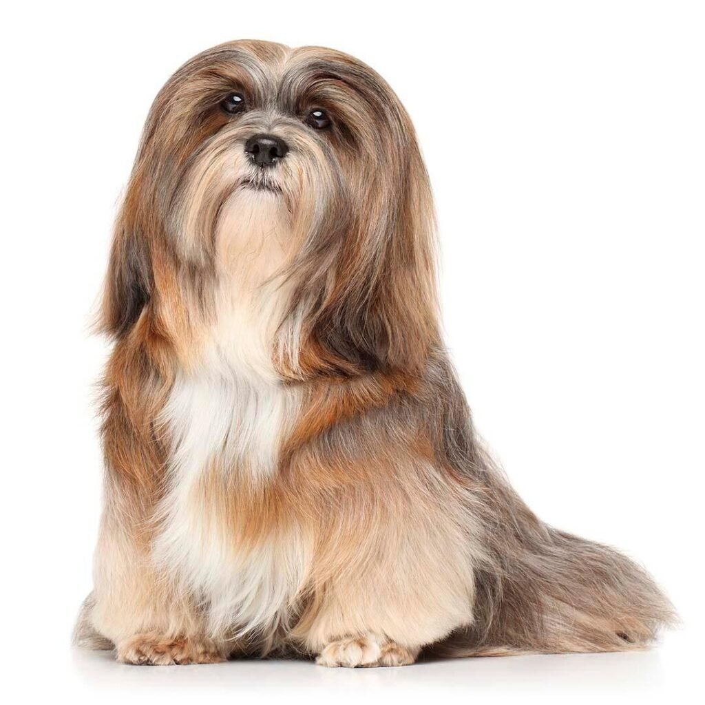 Cão adulto da raça Lhasa Apso com pelagem longa e abundante em tons dourados, pelos caindo ao redor da face, olhos escuros e cauda curvada sobre o dorso.