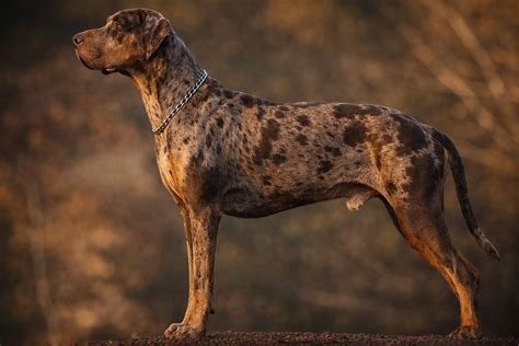 Cão adulto da raça Catahoula Leopard Dog em pé em terreno rural, com corpo musculoso, pelagem leopard cinza, preta e castanha, orelhas caídas e olhos de cores diferentes.