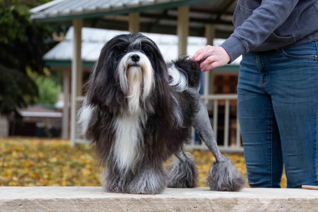 Cão adulto da raça Pražský Krysařík ou Prague Ratter, pequeno e elegante, com pelagem preta e castanha curta, grandes orelhas triangulares eretas e expressão alerta.