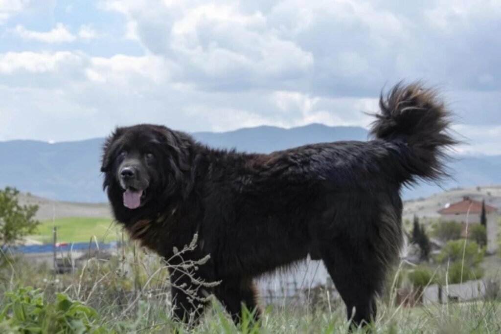 Macedonian Shepherd Dog Karaman adulto de pelagem preta e densa em ambiente montanhoso, mostrando corpo forte, orelhas pendentes e postura calma e vigilante.