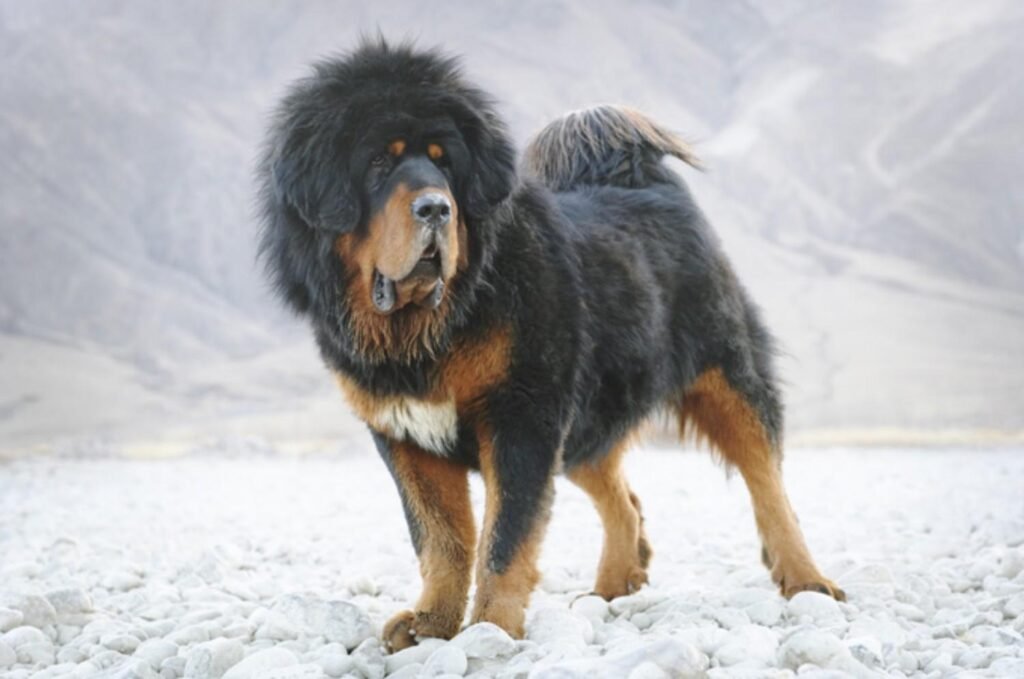 Cão adulto da raça Mastiff Tibetano com corpo grande e poderoso, pelagem dupla preta e castanha muito abundante, juba espessa ao redor do pescoço e cauda peluda curvada sobre o dorso.