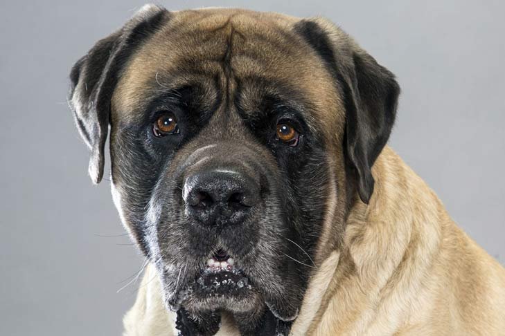 Cão adulto da raça Mastiff com corpo gigante e musculoso, pelagem fulva curta, grande cabeça quadrada e característica máscara preta sobre focinho, olhos e orelhas.