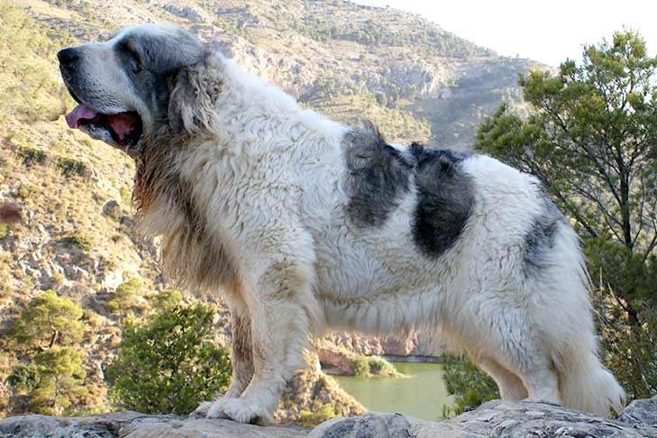 Cão adulto da raça Mastim dos Pireneus em pé, de porte gigante, pelagem espessa predominantemente branca com máscara cinza e manchas bem definidas, cabeça grande e cauda volumosa.