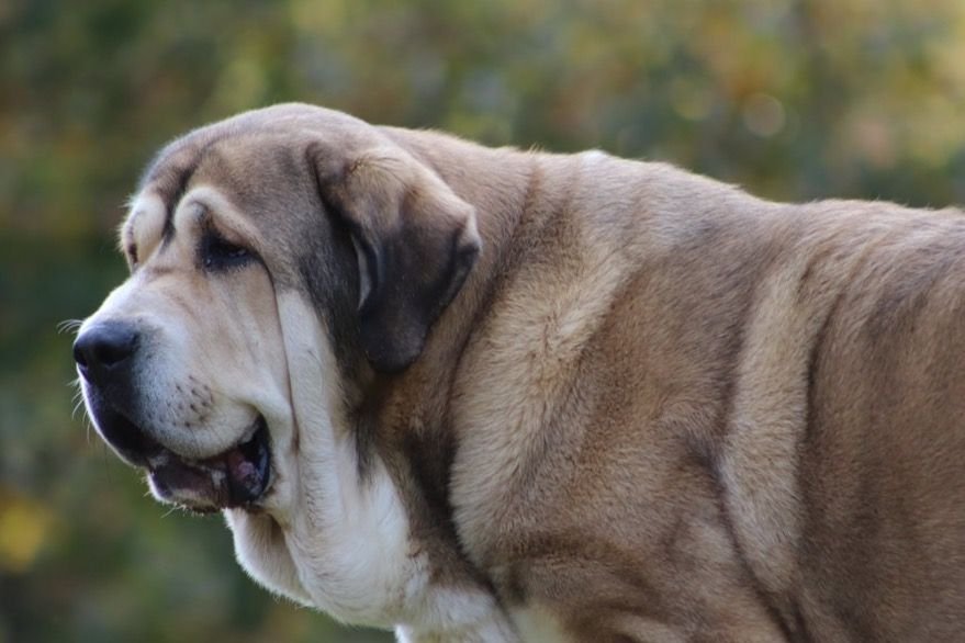 Cão adulto da raça Mastim Espanhol de porte gigante, corpo robusto e musculoso, cabeça maciça, orelhas pendentes e pelagem fulva de comprimento médio.