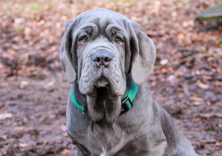 Cão adulto da raça Mastim Napolitano de grande porte, pelagem cinza curta, cabeça maciça, pele abundante com rugas profundas, lábios pendentes e corpo musculoso.
