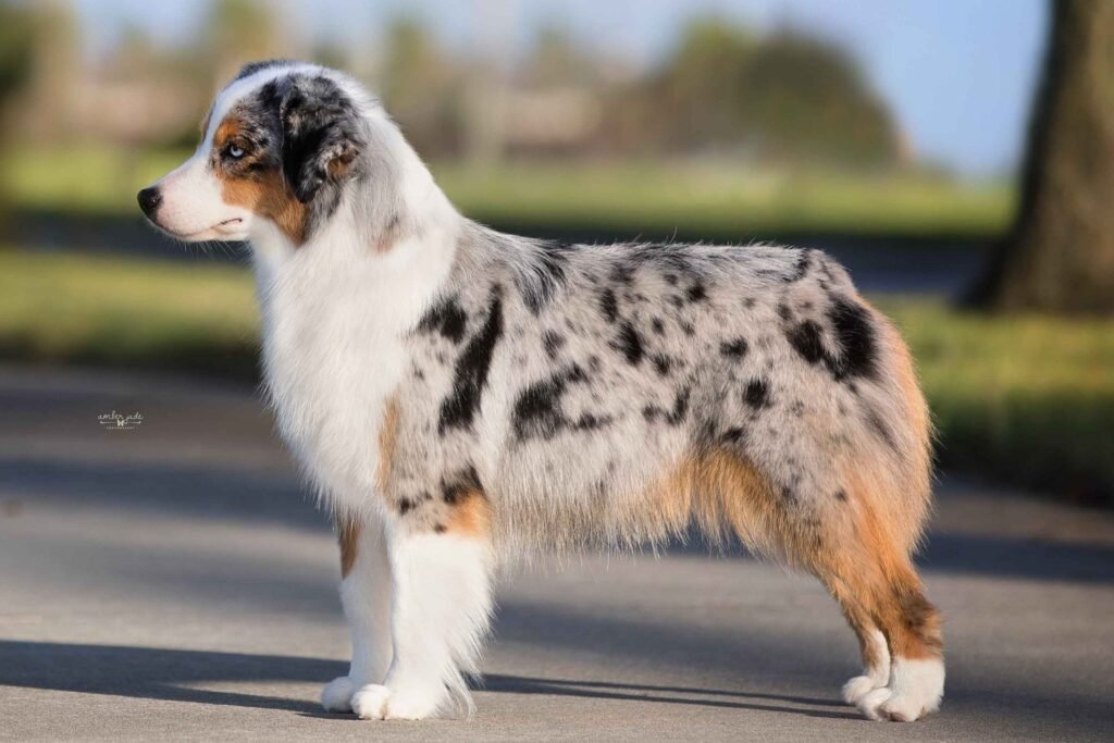 Miniature American Shepherd adulto azul-merle em posição lateral, mostrando corpo compacto e atlético, pelagem dupla, marcações castanhas e expressão alerta.