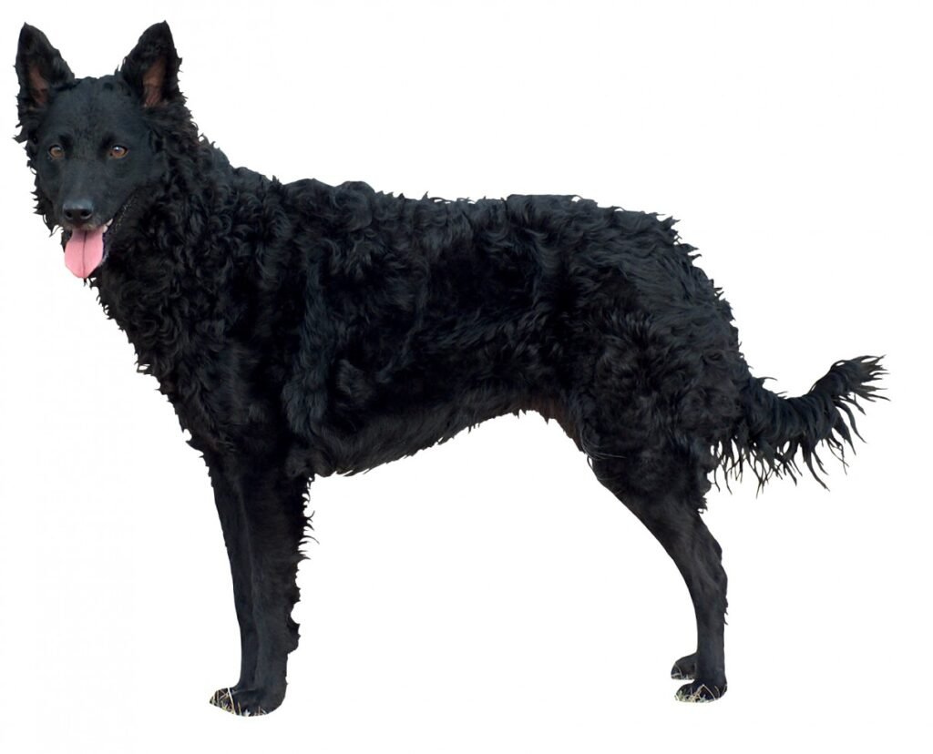 Cão adulto da raça Mudi em pé, com orelhas triangulares eretas, cabeça em formato de cunha e pelagem preta ondulada e encaracolada sobre o corpo.