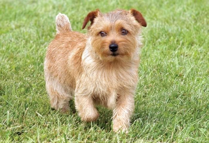 Cão adulto da raça Norfolk Terrier em pé sobre gramado, com corpo pequeno e compacto, pelagem áspera avermelhada, olhos escuros e características orelhas triangulares dobradas para a frente.