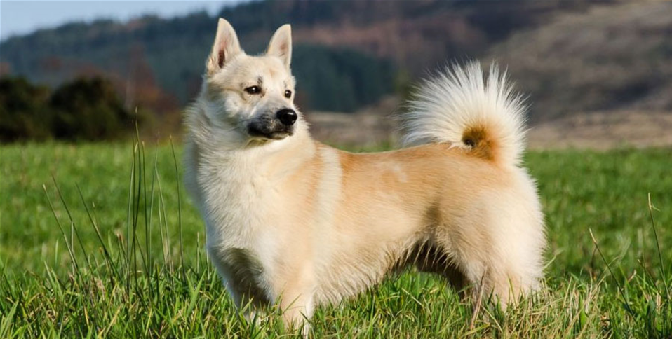 Cão adulto da raça Maltês com pelagem branca longa, lisa e sedosa, olhos escuros, nariz preto e cauda coberta por pelos curvada sobre o dorso.