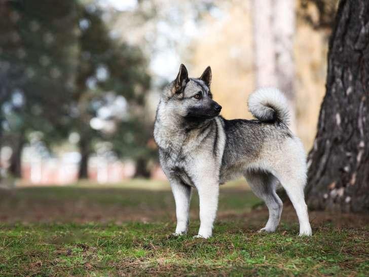 Cão adulto da raça Norwegian Elkhound Grey em pé, com corpo compacto, pelagem dupla cinza-prateada com pontas negras, orelhas triangulares eretas e cauda espessa enrolada sobre o dorso.
