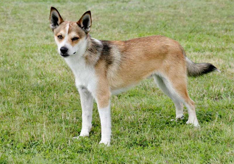 Cão adulto da raça Norwegian Lundehund em pé, com porte pequeno, orelhas triangulares eretas, pelagem avermelhada e branca e anatomia típica dos pés com dedos adicionais.