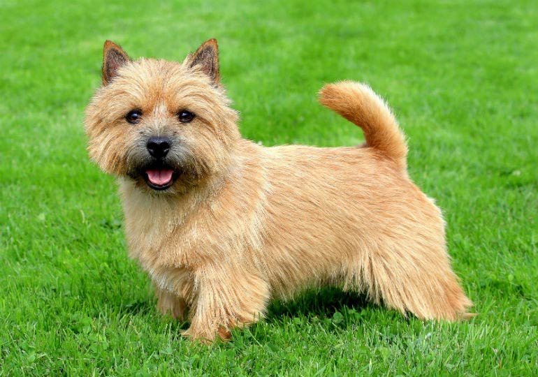 Cão adulto da raça Norwich Terrier em pé sobre gramado, com corpo pequeno e compacto, pelagem áspera avermelhada, olhos escuros e características orelhas triangulares eretas.