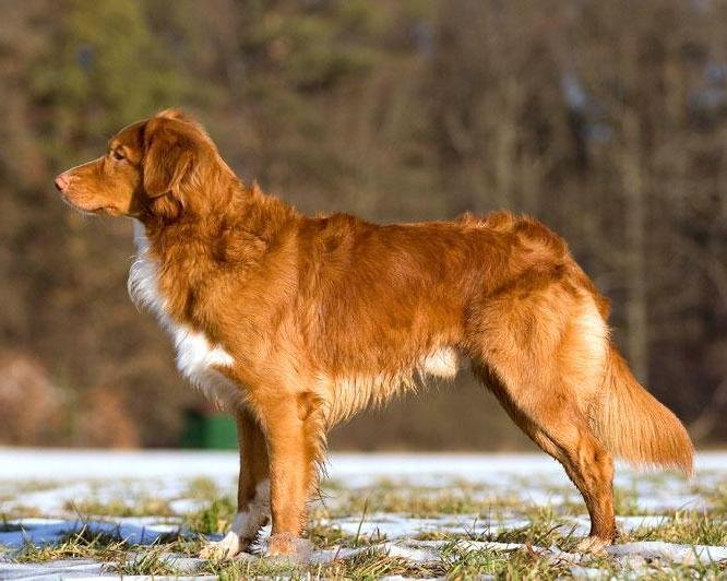 Cão adulto da raça Nova Scotia Duck Tolling Retriever em pé ao ar livre, com pelagem dupla vermelho-cobre, peito branco, orelhas triangulares caídas e cauda longa e franjada.