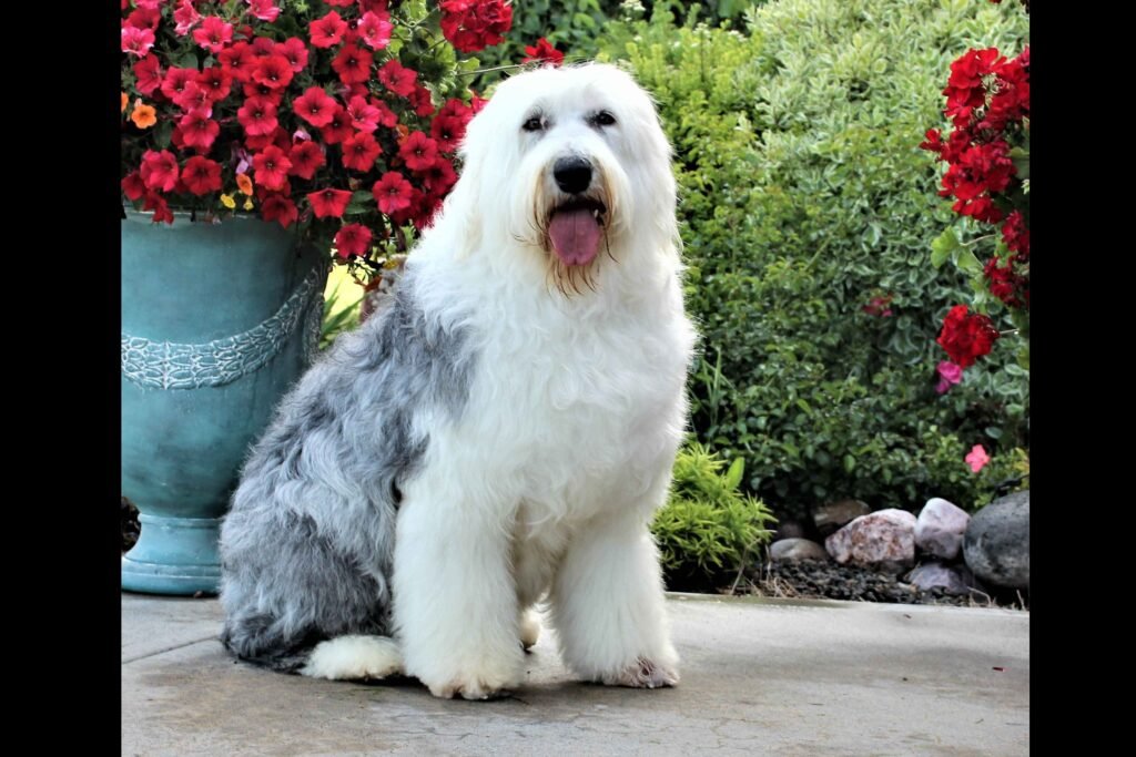 Cão adulto da raça Old English Sheepdog em pé, com corpo grande e compacto, pelagem longa e desgrenhada branca e cinza e expressão típica do Bobtail.