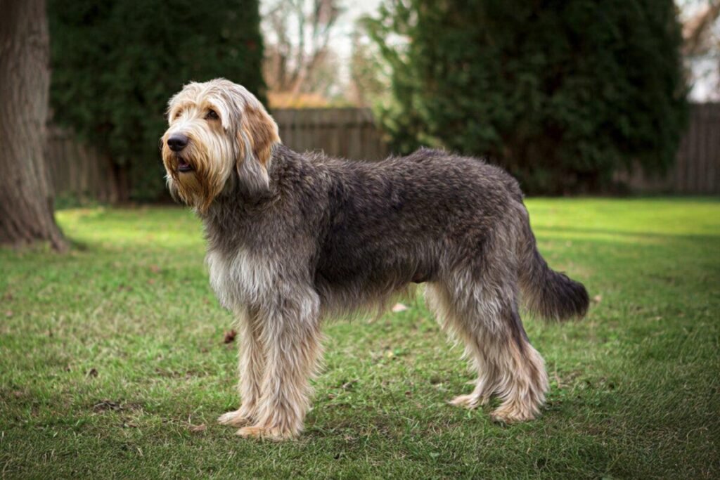 Cão adulto da raça Otterhound em pé ao ar livre, com corpo grande, pelagem longa e áspera, barba evidente, orelhas pendentes e aparência robusta de sabujo britânico.