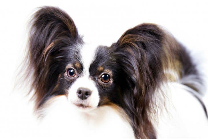 Cão adulto da raça Papillon em pé, com corpo pequeno, pelagem branca e colorida, olhos escuros, cauda franjada e grandes orelhas eretas cobertas por longos pelos semelhantes às asas de uma borboleta.