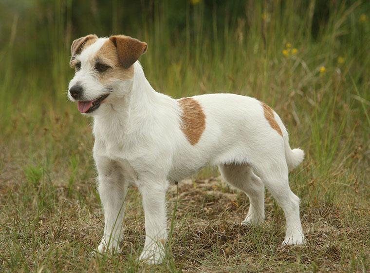 Cão adulto da raça Parson Russell Terrier em pé ao ar livre, com corpo pequeno e atlético, pelagem predominantemente branca com marcas castanhas, orelhas dobradas e expressão alerta.