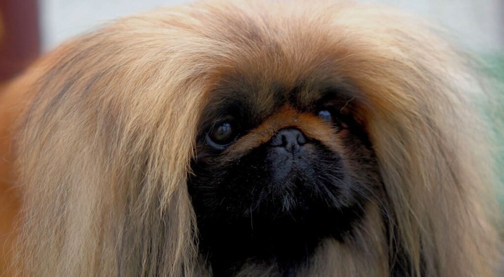 Cão adulto da raça Pekingese em pé sobre gramado, com corpo pequeno e compacto, pelagem longa formando uma juba ao redor do pescoço, face curta e expressão alerta.