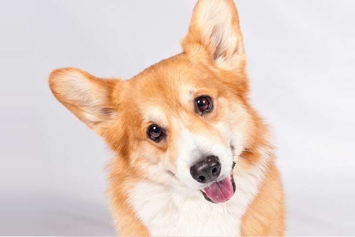 Cão adulto da raça Pembroke Welsh Corgi em pé sobre gramado, com corpo comprido e baixo, pernas curtas, pelagem vermelha e branca, orelhas grandes e eretas e expressão alerta.