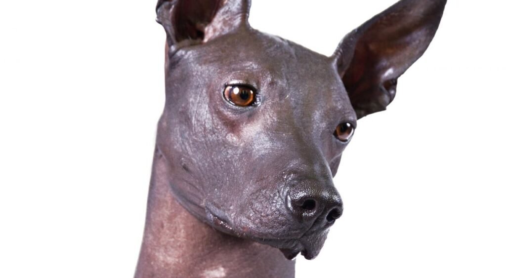Cão adulto da raça Peruvian Hairless Dog em perfil, com corpo esbelto e atlético, pele escura sem pelagem, grandes orelhas eretas e cauda longa.
