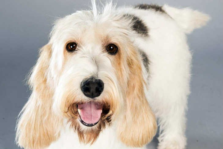 Cão adulto da raça Petit Basset Griffon Vendéen em pé ao ar livre, com corpo baixo e robusto, pelagem áspera branca com manchas coloridas, barba, orelhas longas e expressão alegre.