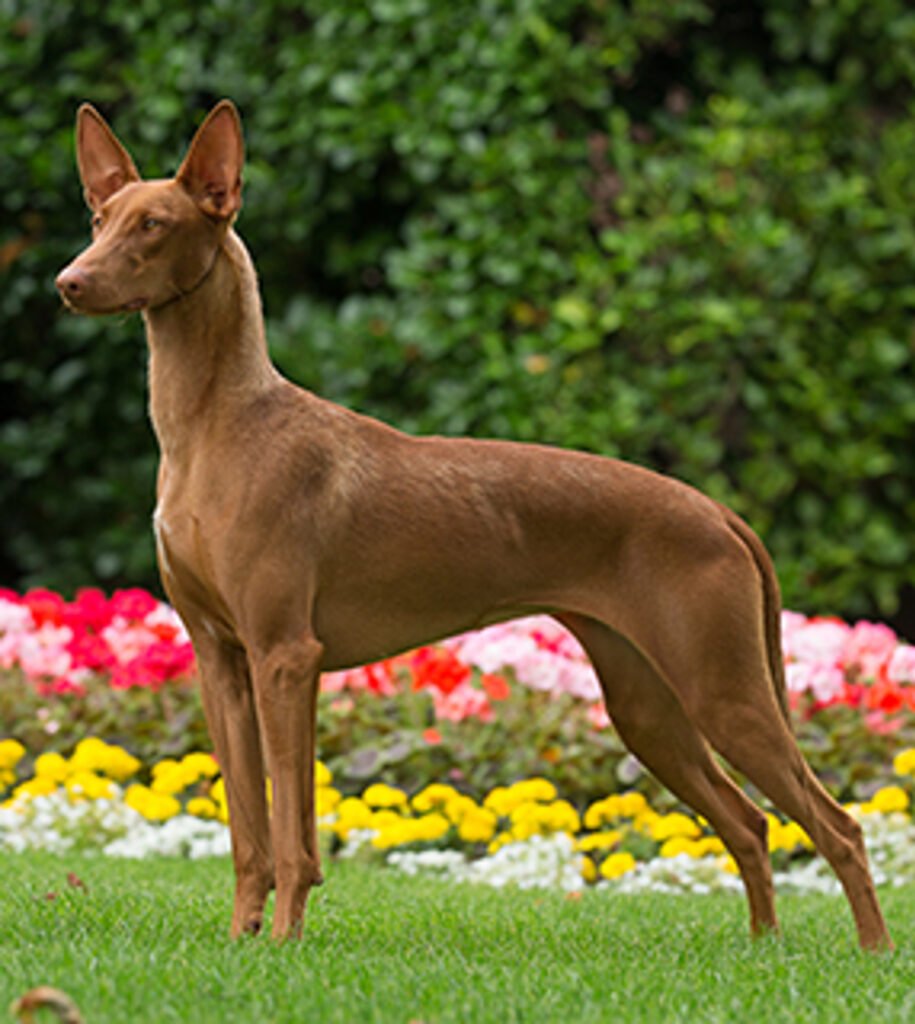 Cão adulto da raça Pharaoh Hound em pé ao ar livre, com corpo esbelto e musculoso, pelagem curta avermelhada, pernas longas, olhos âmbar e grandes orelhas eretas.