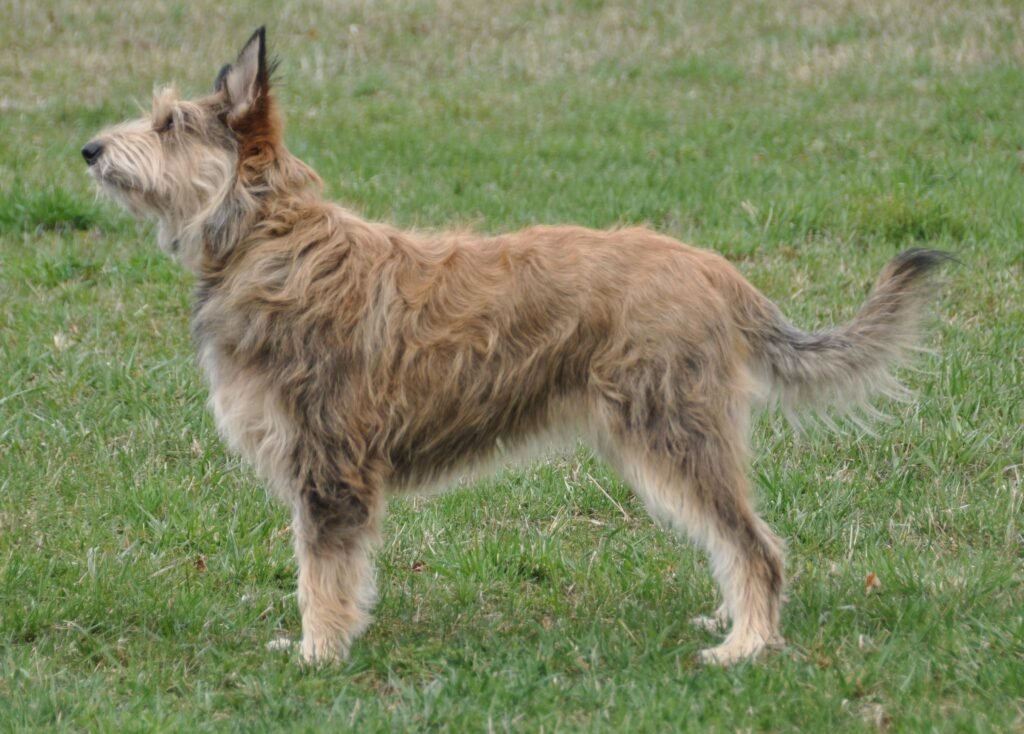 Cão adulto da raça Picardy Sheepdog ou Berger Picard em pé sobre gramado, com corpo atlético, pelagem áspera fulva, barba, sobrancelhas e grandes orelhas naturalmente eretas.