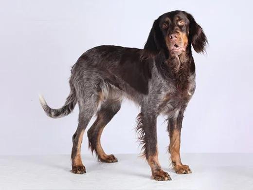 Cão adulto da raça Picardy Spaniel em pé no campo, com corpo forte, orelhas longas, pelagem ondulada castanha mosqueada de branco e cinza e expressão gentil.