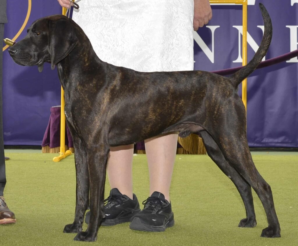 Cão adulto da raça Plott Hound em pé ao ar livre, com corpo musculoso e atlético, pelagem curta tigrada, orelhas caídas e expressão alerta.