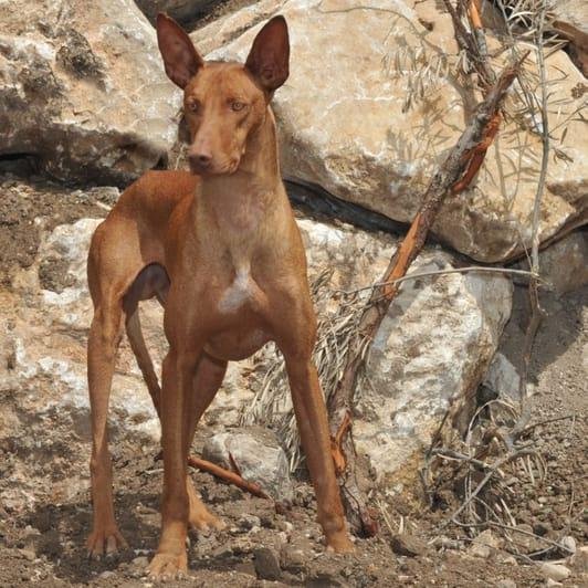 Cão adulto da raça Bichon Havanês em pé, com corpo pequeno e ligeiramente alongado, pelagem longa e ondulada em tons claros, orelhas caídas e cauda emplumada curvada sobre o dorso.