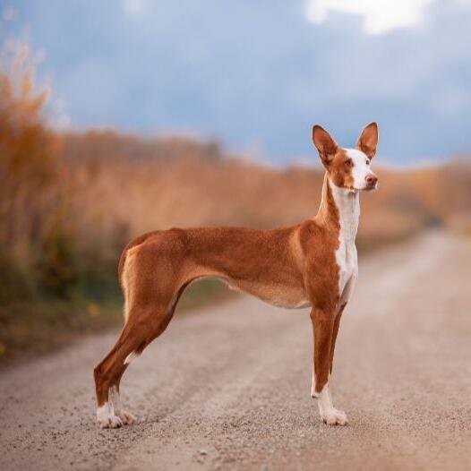 Cão adulto da raça Podenco Ibicenco em pé ao ar livre, com corpo alto e esbelto, pelagem vermelha e branca, olhos âmbar e grandes orelhas naturalmente eretas.