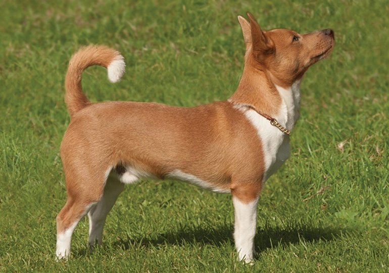 Cão adulto da raça Podengo Português em ambiente natural, com corpo atlético, cabeça afilada, grandes orelhas triangulares eretas e expressão extremamente alerta.