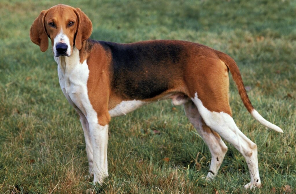 Cão adulto da raça Poitevin em pé no campo, com corpo alto, magro e atlético, pelagem tricolor branca, preta e castanha, pernas longas e orelhas caídas.
