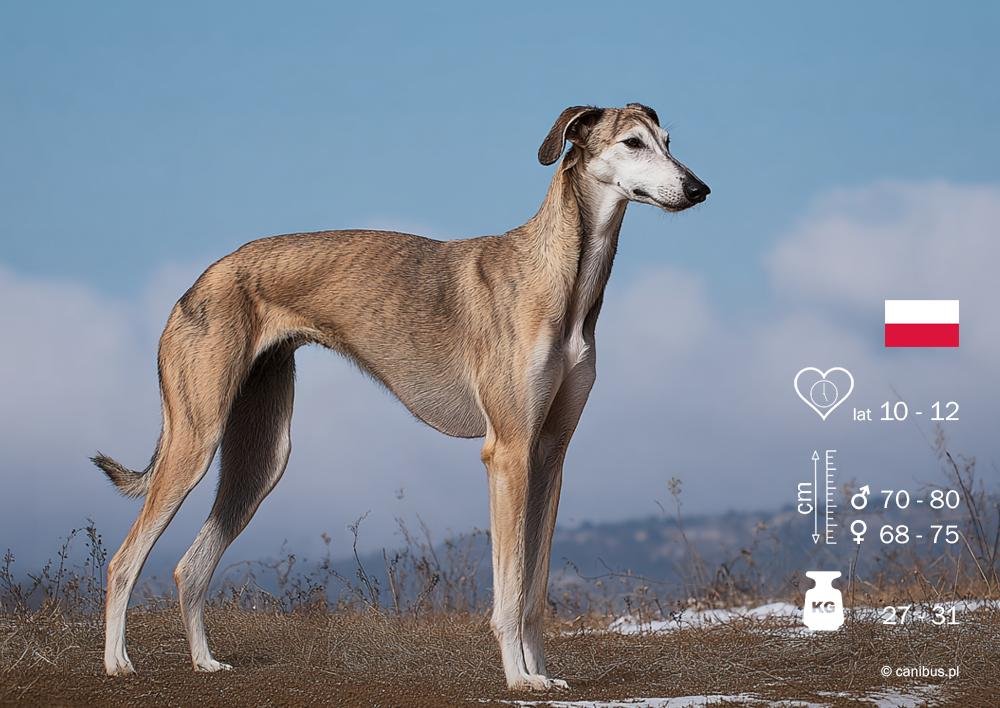 Cão adulto da raça Polish Greyhound ou Chart Polski em pé ao ar livre, com corpo alto, musculoso e esbelto, peito profundo, pernas longas e expressão alerta.