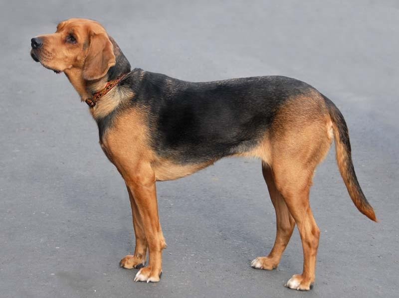 Cão adulto da raça Polish Hound ou Ogar Polski em ambiente natural, com corpo forte, pelagem preta e castanha, peito profundo e longas orelhas caídas.