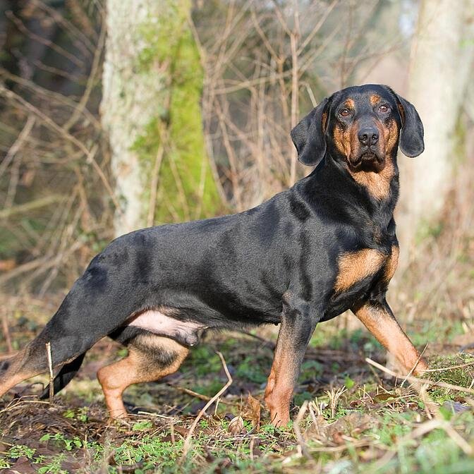 Cão adulto da raça Polish Hunting Dog ou Gończy Polski em ambiente florestal, com corpo atlético, pelagem preta e castanha, orelhas pendentes e expressão alerta.