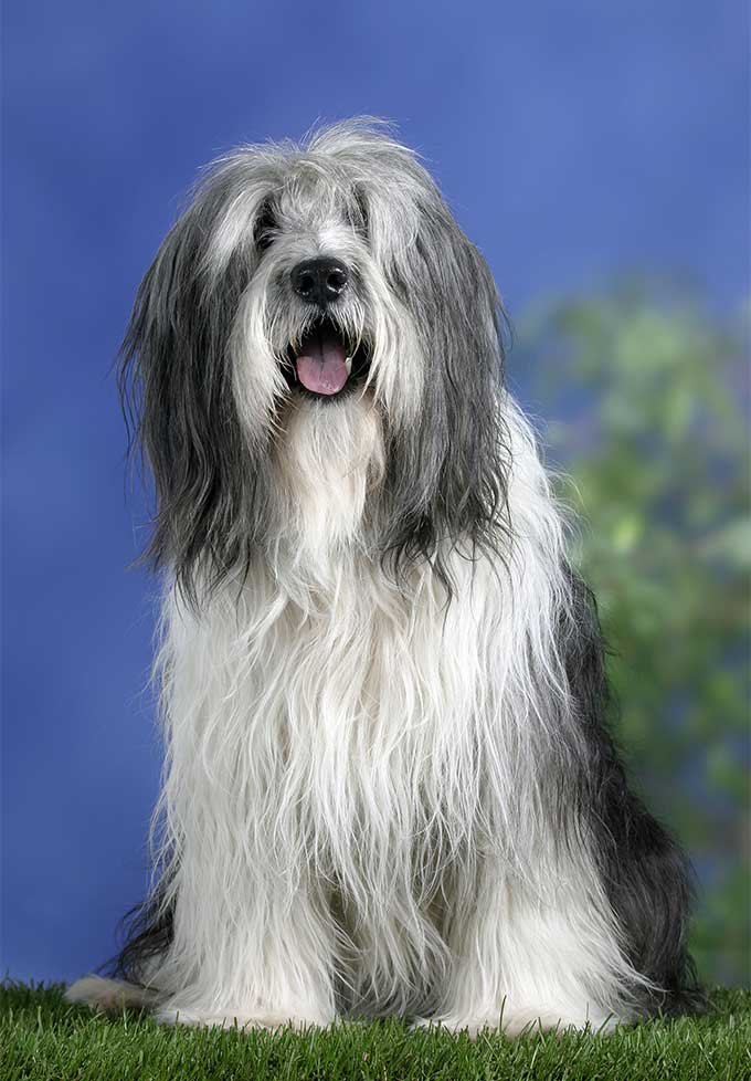 Cão adulto da raça Polish Lowland Sheepdog, com corpo médio e compacto, longa pelagem desgrenhada branca e cinza cobrindo parcialmente os olhos e expressão atenta.