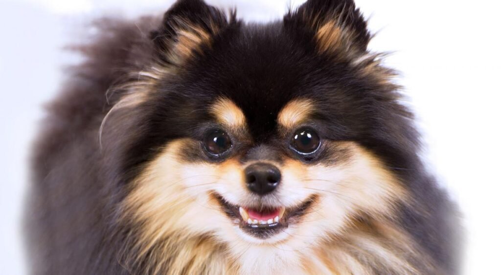 Cão adulto da raça Pomeranian com pelagem dupla longa e volumosa em tom laranja, pequenas orelhas eretas, rosto semelhante ao de uma raposa e expressão viva e alerta.