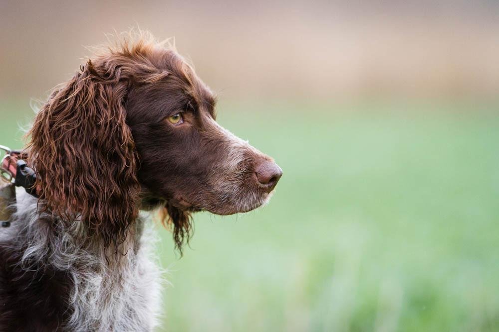 Cão adulto da raça Pont-Audemer Spaniel em ambiente natural, com pelagem marrom e cinza encaracolada, longas orelhas cobertas por cachos e topete característico formando uma espécie de peruca.
