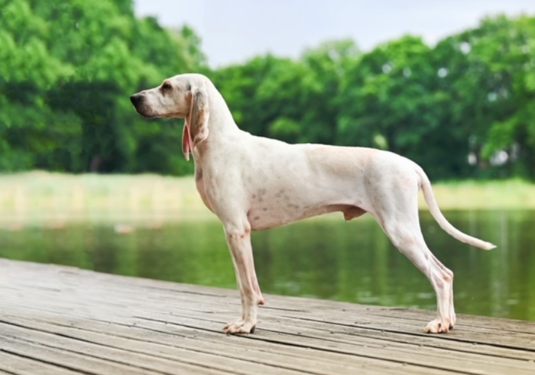 Cão adulto da raça Porcelaine em ambiente natural, com corpo atlético, pelagem branca curta e brilhante, marcas alaranjadas nas longas orelhas caídas e expressão doce e atenta.