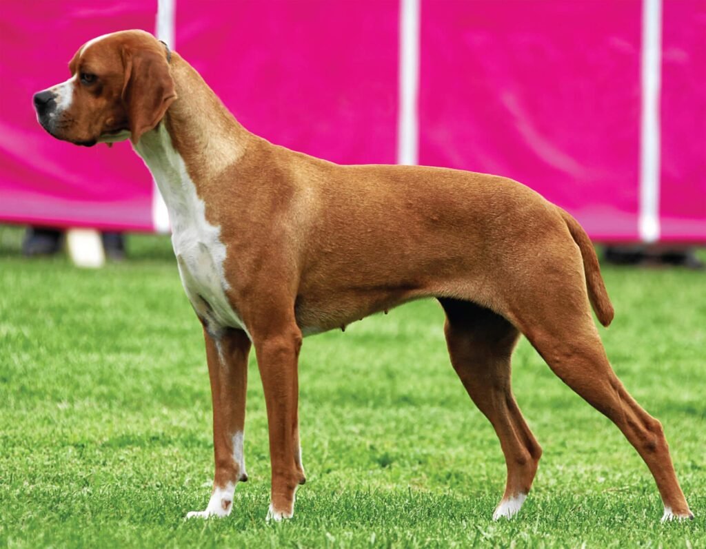 Cão adulto da raça Portuguese Pointer ou Perdigueiro Português em posição de aponte no campo, com corpo médio e musculoso, pelagem curta amarelo-acastanhada, orelhas pendentes e uma pata dianteira elevada.