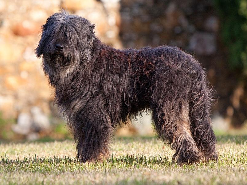 Cão adulto da raça Portuguese Sheepdog ou Cão da Serra de Aires em ambiente natural, com corpo médio e atlético, longa pelagem escura de textura áspera, barba e sobrancelhas características.